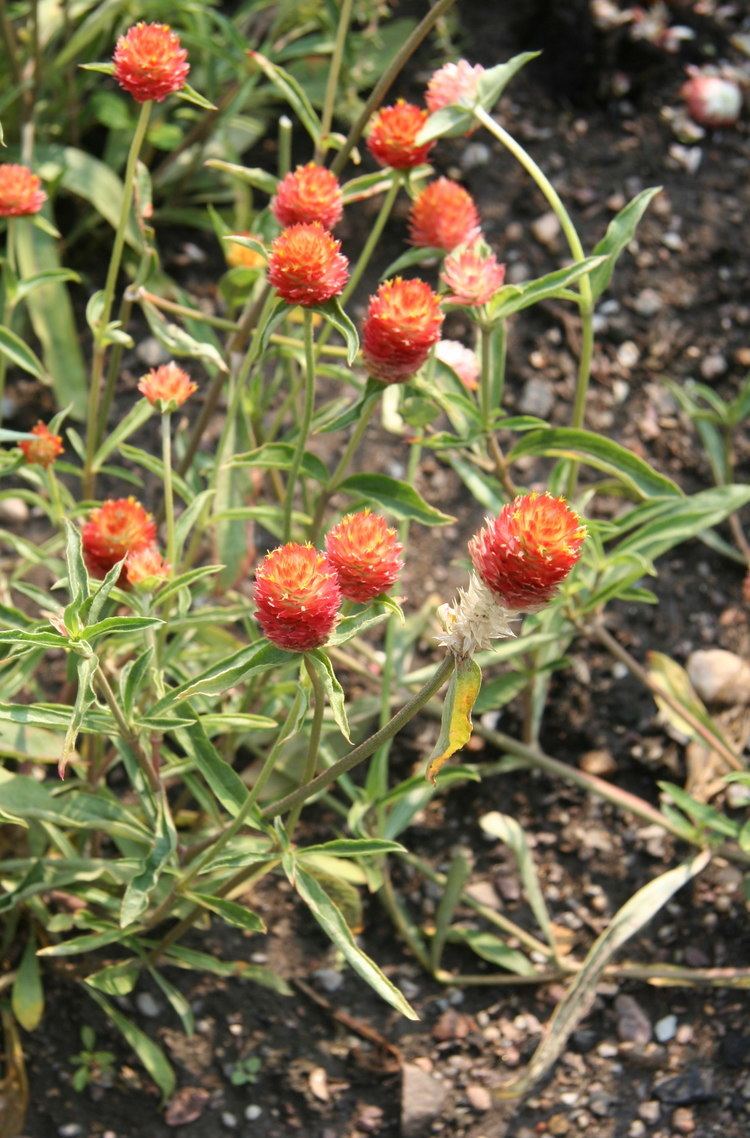 Gomphrena haageana FileGomphrena haageana 02jpg Wikimedia Commons