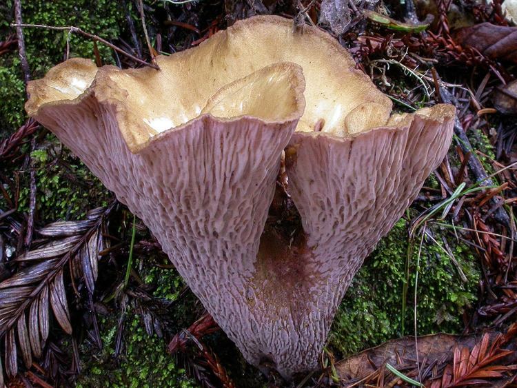Gomphus clavatus California Fungi Gomphus clavatus