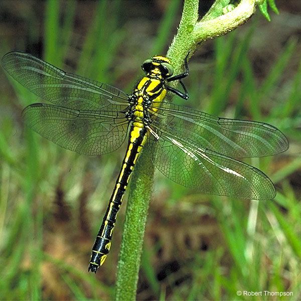 Gomphus (dragonfly) wwwhabitasorgukdragonflyirelandimages5620ajpg