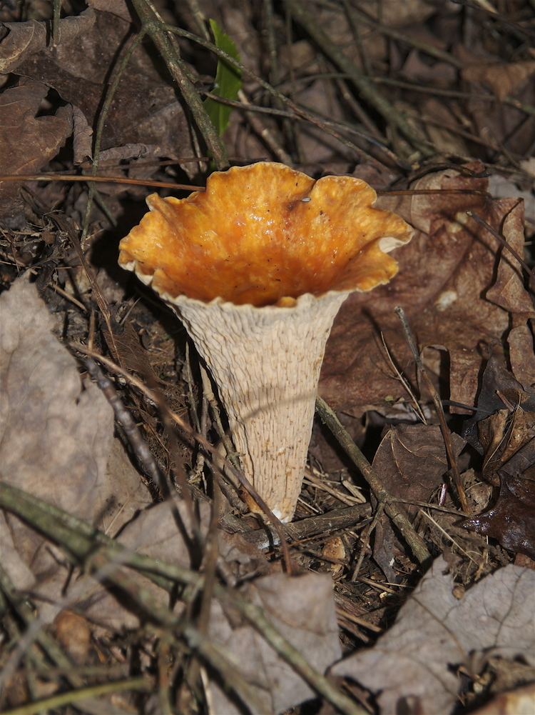 Gomphus (fungus) FileGomphus floccosus 20070805jpg Wikipedia
