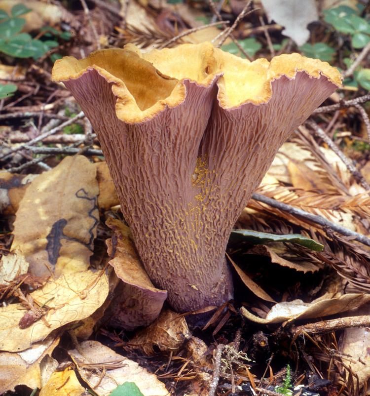 Gomphus (fungus) California Fungi Gomphus clavatus
