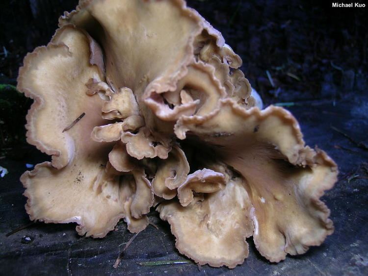 Gomphus (fungus) Gomphus clavatus MushroomExpertCom