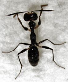 Gonatopodinae httpsuploadwikimediaorgwikipediacommonsthu