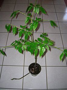Gonatopus (plant) httpsuploadwikimediaorgwikipediacommonsthu