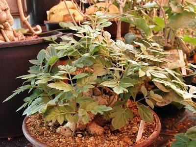 Gonatopus (plant) CAUDICIFORM Gonatopus boivini