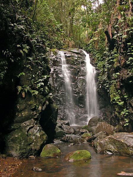 Gondwana Rainforests Gondwana Rainforests Wikipedia