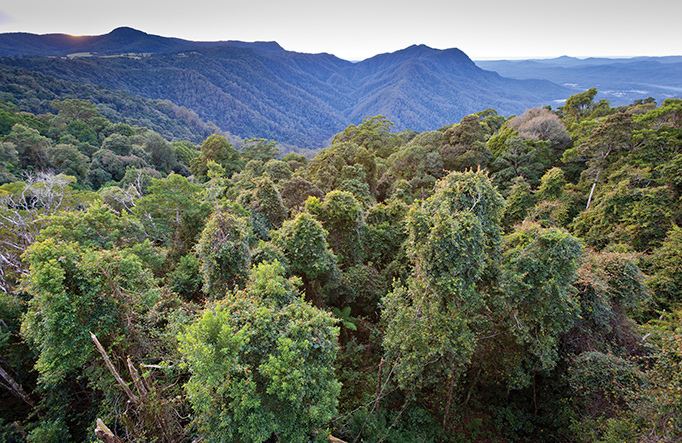 Gondwana Rainforests The Gondwana Rainforests of Australia NSW National Parks