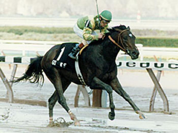 Gone West (horse) GONE WEST 19842009 a good stallion to remember Mill Ridge