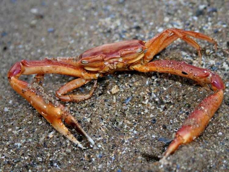 Goneplax rhomboides MarLIN The Marine Life Information Network Angular crab
