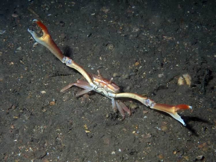 Goneplax rhomboides MarLIN The Marine Life Information Network Angular crab