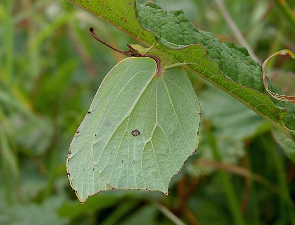 Gonepteryx rhamni Butterflies of Europe Gonepteryx rhamni