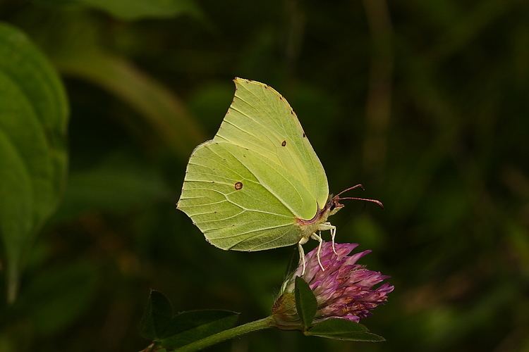 Gonepteryx rhamni Gonepteryx rhamni18902WJPG