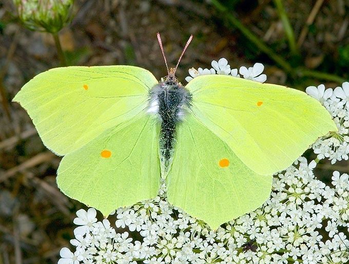 Gonepteryx rhamni Dr Giuseppe MAZZA Journalist Scientific photographer gt Gonepteryx