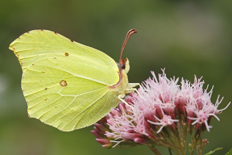 Gonepteryx rhamni Citroenvlinder gonepteryx rhamni rups ei Brimstone photo