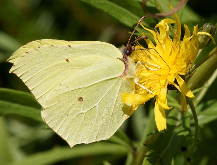 Gonepteryx rhamni FileGonepteryx rhamni SitruunaperhonenJPG Wikimedia Commons