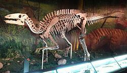 Gongpoquansaurus httpsuploadwikimediaorgwikipediacommonsthu