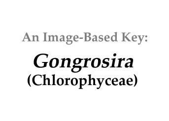 Gongrosira cfbunheduphycokeyChoicesChlorophyceaefilamen