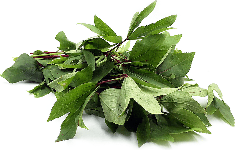 Gongura Gongura Leaves Information Recipes and Facts