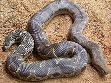 Gongylophis conicus httpsuploadwikimediaorgwikipediacommonsthu