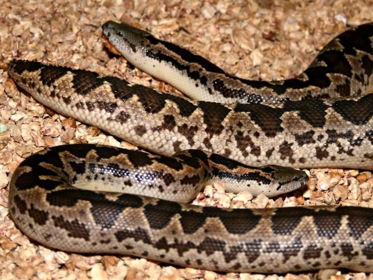 Gongylophis conicus Gongylophis conicus photo Reptarium