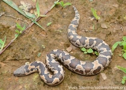 Gongylophis conicus Gongylophis conicus Schneider 1801 Species India Biodiversity