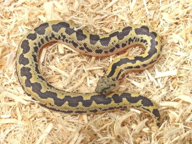 Gongylophis conicus RoughScaled Sand Boa Newborn