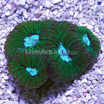 Goniastrea Saltwater Aquarium Corals for Marine Reef Aquariums Brain Coral