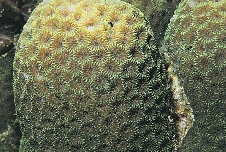 Goniastrea Goniastrea retiformis Corals of the World Photos maps and