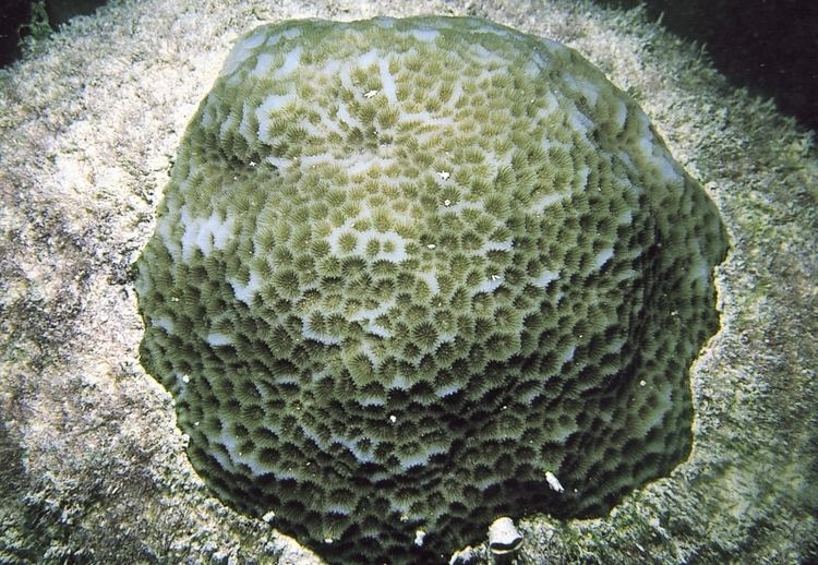 Goniastrea Goniastrea retiformis Corals of the World Photos maps and