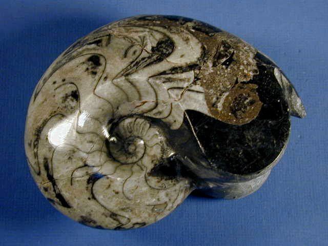 Goniatite Goniatite Ammonite
