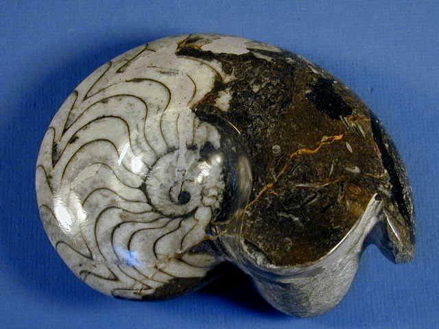 Goniatite Goniatite Ammonite