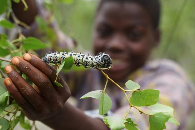 Gonimbrasia belina Zimbabwe39s favorite snack mopane worms NY Daily News