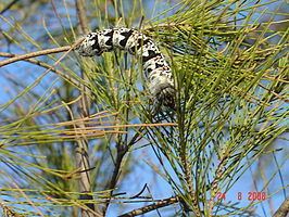 Gonimbrasia tyrrhea httpsuploadwikimediaorgwikipediacommonsthu