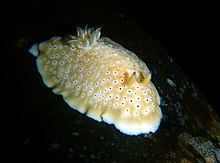 Goniobranchus cavae httpsuploadwikimediaorgwikipediacommonsthu