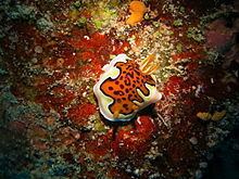 Goniobranchus gleniei httpsuploadwikimediaorgwikipediacommonsthu