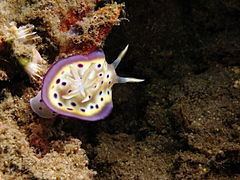 Goniobranchus kuniei httpsuploadwikimediaorgwikipediacommonsthu