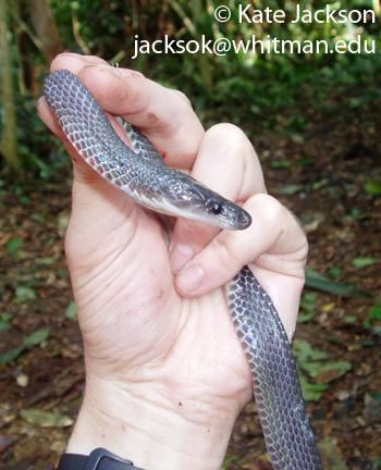Gonionotophis Gonionotophis poensis The Reptile Database