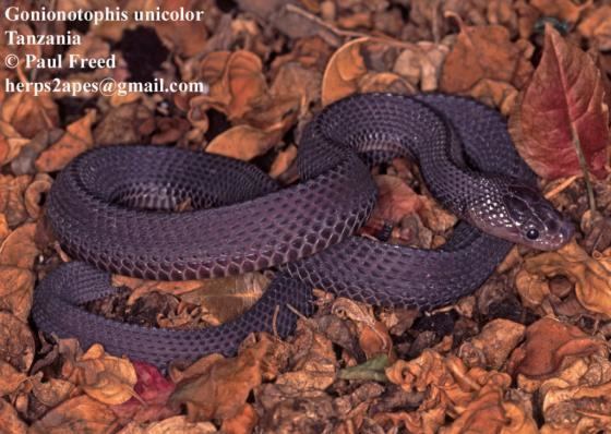 Gonionotophis Gonionotophis chanleri The Reptile Database