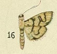 Goniorhynchus pasithea