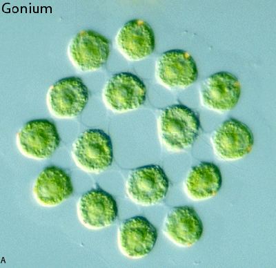 Gonium Phycokey Gonium images