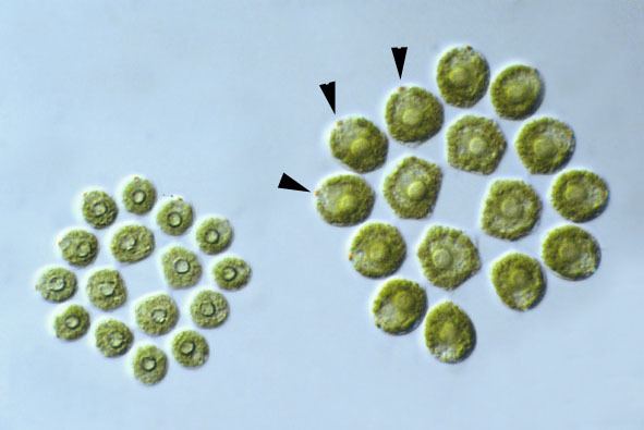Gonium MicUK Gonium pectorale A Chlorophyte