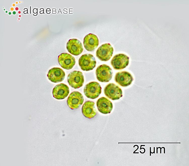 Gonium Gonium pectorale OFMller Algaebase