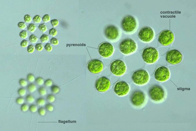 Gonium Protist Images Gonium