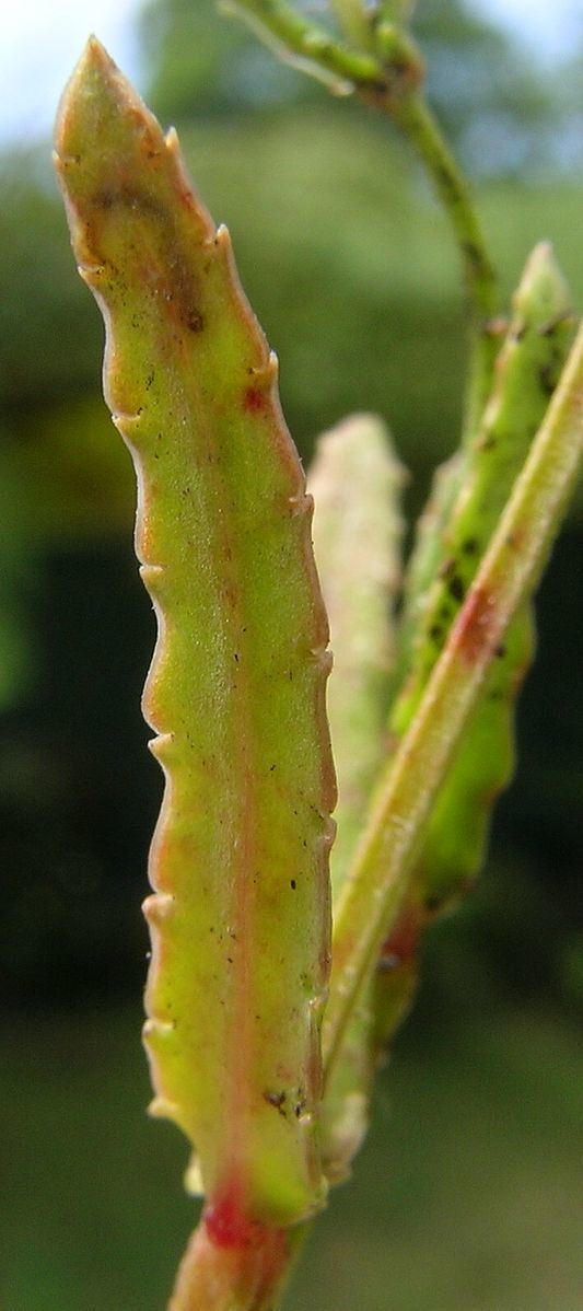 Gonocarpus chinensis