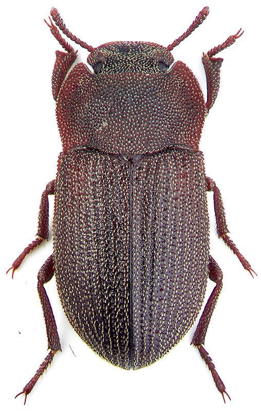 Gonocephalum Gonocephalum pygmaeum Stev Tenebrionidae