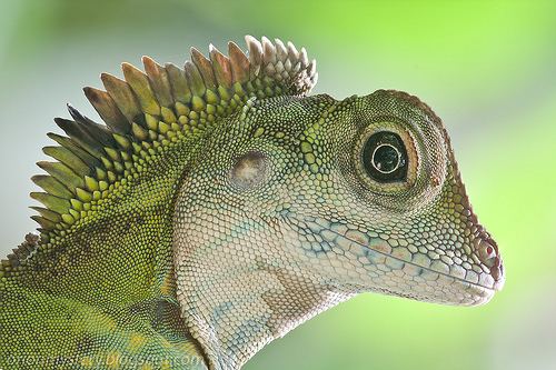Gonocephalus Up Close with Nature Gonocephalus grandis Great angle head lizard