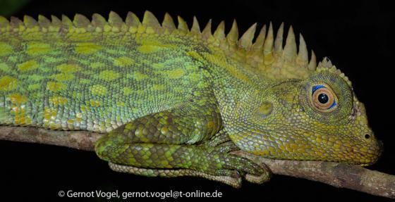Gonocephalus Gonocephalus chamaeleontinus The Reptile Database