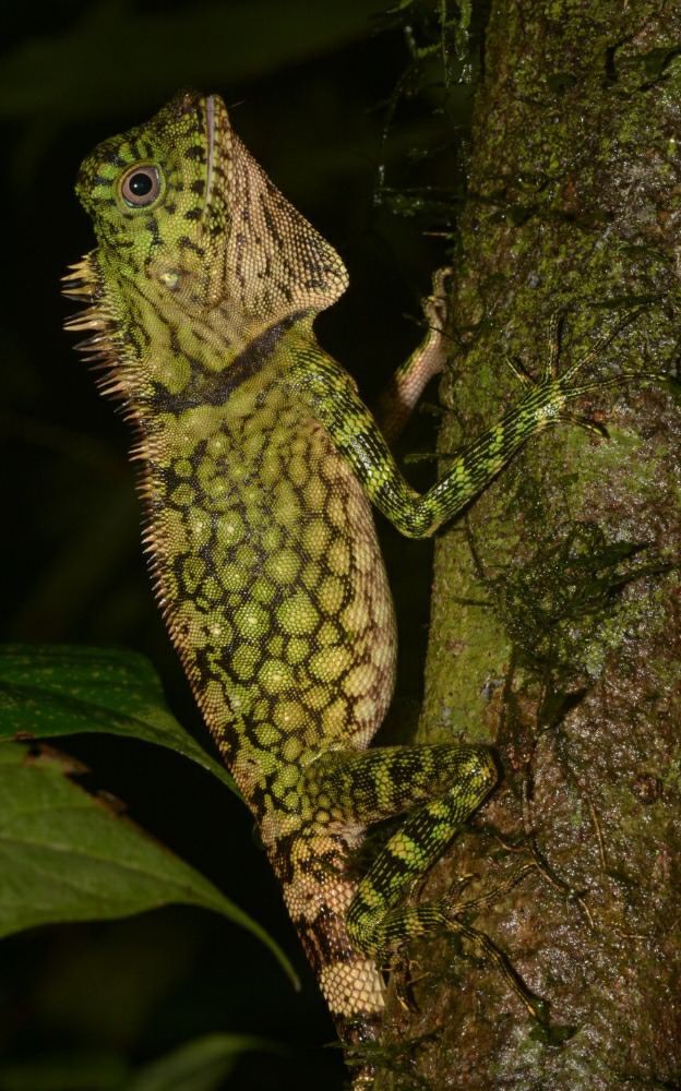 Gonocephalus bornensis Bornean Angleheaded Lizard Gonocephalus borneensis Flickr