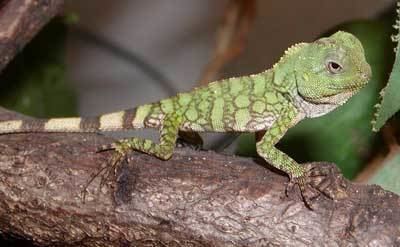 Gonocephalus chamaeleontinus Gonocephalus chamaeleontinus photo Reptarium