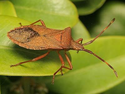 Gonocerus acuteangulatus - Alchetron, the free social encyclopedia